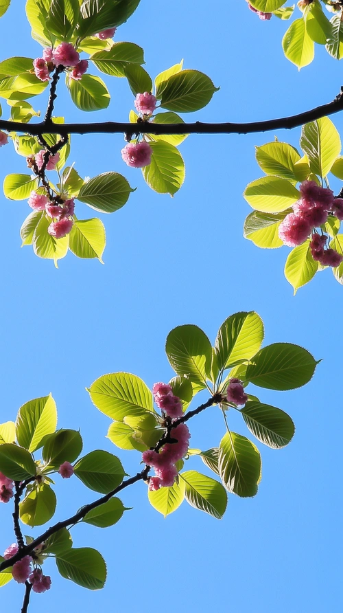 Cherry blossom, blue sky