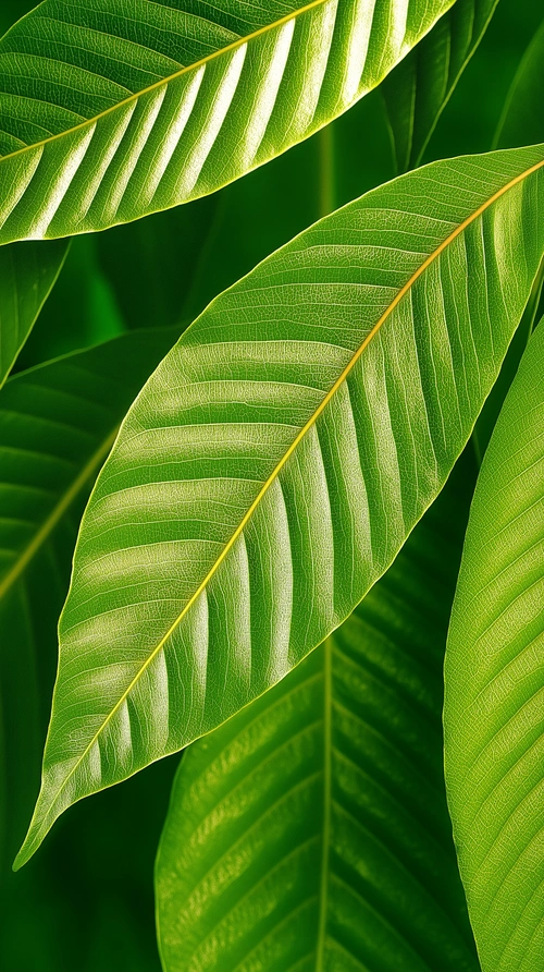 Green leaves wallpaper