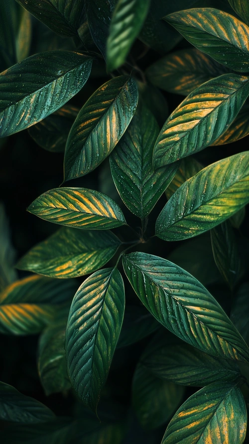 Tropical leaves, ambient light